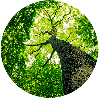 arbornauts