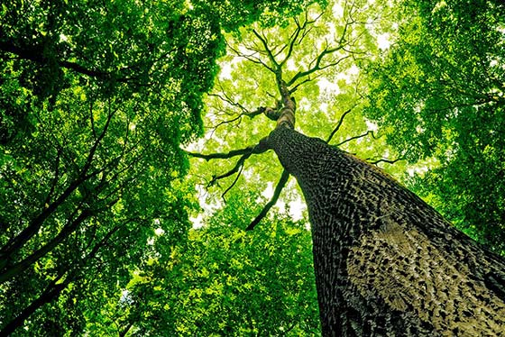 Our Ethos | Cheshire Tree Surgeons